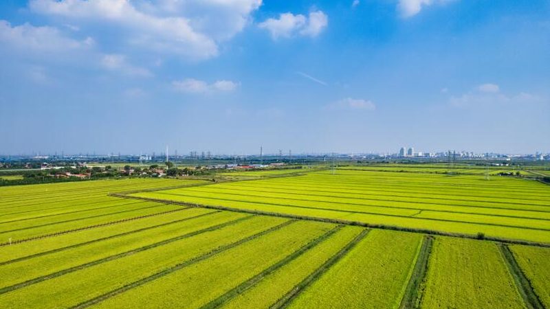 有機(jī)蔬菜苗選購，如何避開價(jià)格陷阱？**