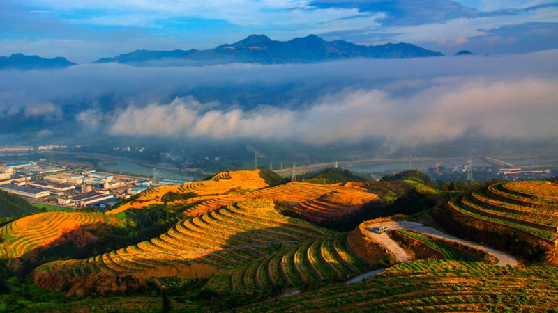 農(nóng)業(yè)項(xiàng)目代理利潤(rùn)分析：揭秘盈利背后的關(guān)鍵要素